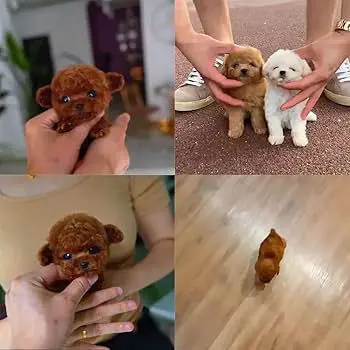 Nicco Robot Puppy reviews Amelia.